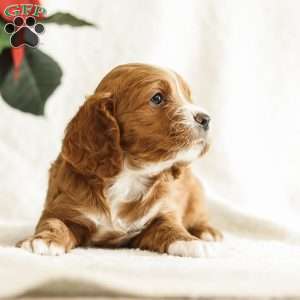 Drew, Cockapoo Puppy